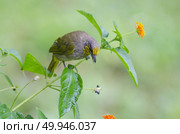 Streak-eared Bulbul (Pycnonotus blanfordi), Bird in nature. Стоковое фото, агентство Ingram Publishing / Фотобанк Лори