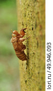 insect slough off on the tree, National Park in Thailand. Стоковое фото, агентство Ingram Publishing / Фотобанк Лори