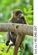behaviors of monkey in the nature, wild macaques. Стоковое фото, агентство Ingram Publishing / Фотобанк Лори