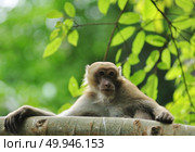 behaviors of monkey in the nature, wild macaques. Стоковое фото, агентство Ingram Publishing / Фотобанк Лори