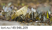 Many butterflies perch on the ground. Macro perspective. Стоковое фото, агентство Ingram Publishing / Фотобанк Лори