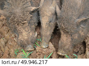 Wild pig. Стоковое фото, агентство Ingram Publishing / Фотобанк Лори