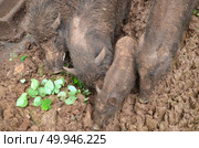 Wild pig. Стоковое фото, агентство Ingram Publishing / Фотобанк Лори