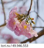 Tabebuia rosea in thailand. Стоковое фото, агентство Ingram Publishing / Фотобанк Лори