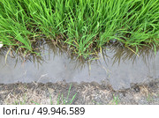 The lush paddy fields of agriculture, Thailand. Стоковое фото, агентство Ingram Publishing / Фотобанк Лори