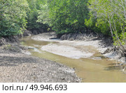 the mangrove forest in Thailand, Asia. Стоковое фото, агентство Ingram Publishing / Фотобанк Лори