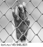 Monkey hand on the fence. Стоковое фото, агентство Ingram Publishing / Фотобанк Лори