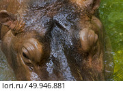 the heaviest extant artiodactyl, hippopotamus amphibius or hippo. Стоковое фото, агентство Ingram Publishing / Фотобанк Лори