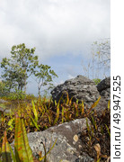 Phu Hin Rong Kla in Thailand, The stone yard. Стоковое фото, агентство Ingram Publishing / Фотобанк Лори