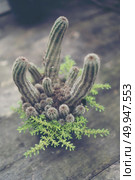 Collection of various cactus and succulent plants in different p. Collection of various cactus and succulent plants in different pots. Potted cactus house plants. Collection of various cactus and succulent plants in different pots. Potted cactus house plants. Стоковое фото, агентство Ingram Publishing / Фотобанк Лори