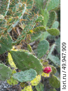 cactus flower. Стоковое фото, агентство Ingram Publishing / Фотобанк Лори