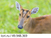 Muntiacus muntjak or fea’s barking deer or so called fea’s muntjac with flowers in background, Khao Yai National Park. Стоковое фото, агентство Ingram Publishing / Фотобанк Лори