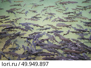Mahseer Barb, fish in the water. Стоковое фото, агентство Ingram Publishing / Фотобанк Лори