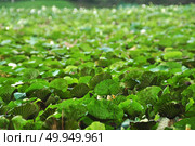 lotus blossom in the garden. Стоковое фото, агентство Ingram Publishing / Фотобанк Лори