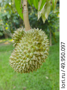 Fresh durian on its tree in the orchard, Thailand. Стоковое фото, агентство Ingram Publishing / Фотобанк Лори