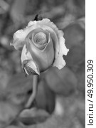 rose in black and white. Стоковое фото, агентство Ingram Publishing / Фотобанк Лори