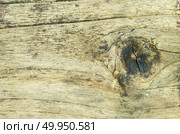 close up wood cut texture. Стоковое фото, агентство Ingram Publishing / Фотобанк Лори