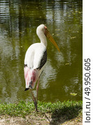 Painted stork or Mycteria leucocephala. Стоковое фото, агентство Ingram Publishing / Фотобанк Лори