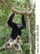 White Cheeked Gibbon or Lar Gibbon. Стоковое фото, агентство Ingram Publishing / Фотобанк Лори