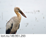 Open billed Stork bird, Anastomus oscitans in the water. Стоковое фото, агентство Ingram Publishing / Фотобанк Лори