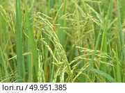 Rice. Spikelet of rice on the background of green leaves. Стоковое фото, агентство Ingram Publishing / Фотобанк Лори