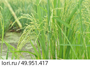 Rice. Spikelet of rice on the background of green leaves. Стоковое фото, агентство Ingram Publishing / Фотобанк Лори
