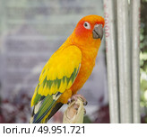 beautiful of colorful parrot bird. Стоковое фото, агентство Ingram Publishing / Фотобанк Лори