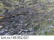 Mahseer Barb, fish in the water. Стоковое фото, агентство Ingram Publishing / Фотобанк Лори