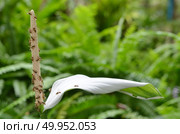 An anthurium flower spadix. Стоковое фото, агентство Ingram Publishing / Фотобанк Лори