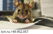 A mouse is perched on a desk next to a computer mouse. Both items are side by side, contrasting the real animal with its technological counterpart. Стоковое AI-изображение, AI-художник Данила Большаков / Фотобанк Лори
