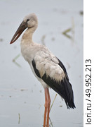 Open billed Stork bird, Anastomus oscitans in the water. Стоковое фото, агентство Ingram Publishing / Фотобанк Лори