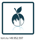 Icon of Peach. Shadow reflection design. Vector illustration. Стоковое фото, агентство Ingram Publishing / Фотобанк Лори