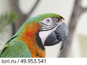 blue-and-yellow macaws (ara ararauna) perched in the jungle. Стоковое фото, агентство Ingram Publishing / Фотобанк Лори