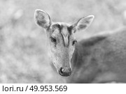 Barking deer on nature field at Khao Yai National Park,Thailand, black and white. Стоковое фото, агентство Ingram Publishing / Фотобанк Лори