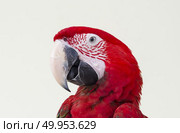 Green-winged Macaw, Ara chloropterus, 1 year old, in front of white background. Стоковое фото, агентство Ingram Publishing / Фотобанк Лори