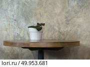 cactus pot on the table. Стоковое фото, агентство Ingram Publishing / Фотобанк Лори