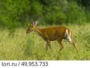 Muntiacus muntjak or fea’s barking deer or so called fea’s muntjac with flowers in background, Khao Yai National Park. Стоковое фото, агентство Ingram Publishing / Фотобанк Лори