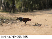 crowing rooster in profile in the farmyard in sunny day. Стоковое фото, агентство Ingram Publishing / Фотобанк Лори