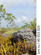 Phu Hin Rong Kla in Thailand, The stone yard. Стоковое фото, агентство Ingram Publishing / Фотобанк Лори