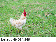 White hen walking in nature farm. Стоковое фото, агентство Ingram Publishing / Фотобанк Лори