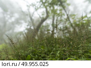 Taiwan Nature Trail in Foggy and Raining Autumn at Yangmingshan National Park in Taipei, Taiwan. Стоковое фото, агентство Ingram Publishing / Фотобанк Лори
