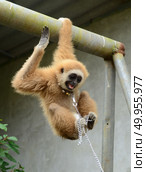 gibbon with chain. Стоковое фото, агентство Ingram Publishing / Фотобанк Лори