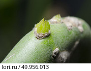 Enlarge Cactus germination, Macro shot close up. Стоковое фото, агентство Ingram Publishing / Фотобанк Лори
