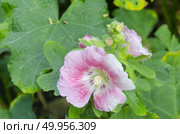 Beautiful colorful flowers in the garden. Стоковое фото, агентство Ingram Publishing / Фотобанк Лори