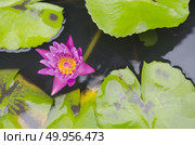 Beautiful colorful flowers in the garden. Стоковое фото, агентство Ingram Publishing / Фотобанк Лори