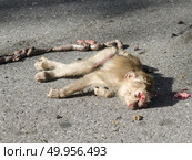 Remains of a monkey that was hit by a car. Стоковое фото, агентство Ingram Publishing / Фотобанк Лори