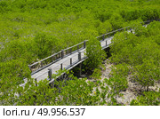 The forest mangrove at Petchaburi, Thailand. Стоковое фото, агентство Ingram Publishing / Фотобанк Лори