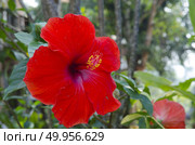 hibiscus flowers. Стоковое фото, агентство Ingram Publishing / Фотобанк Лори