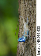 Blue Lizard with big eyes in closed up details, like small reptile with nice details on its painted body. Стоковое фото, агентство Ingram Publishing / Фотобанк Лори