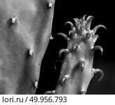 Enlarge Cactus germination, Macro shot close up. Стоковое фото, агентство Ingram Publishing / Фотобанк Лори